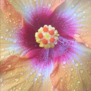 Meet your Posher, Quilsy